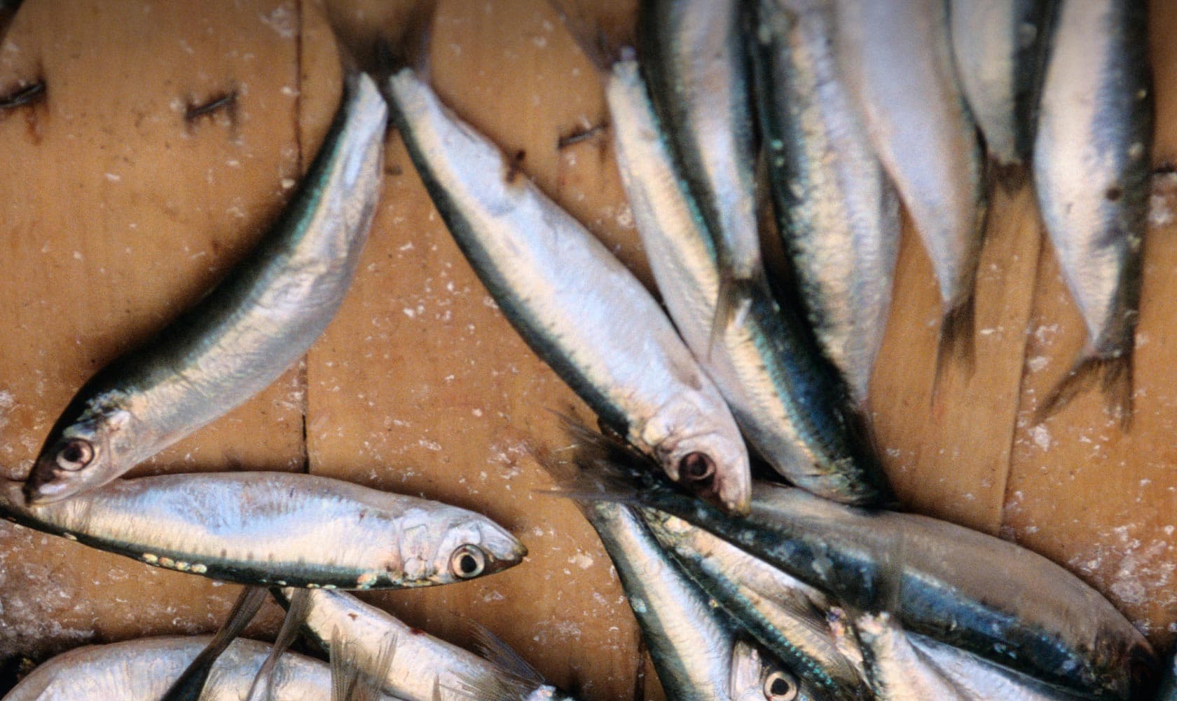 antipasti di mare liguri