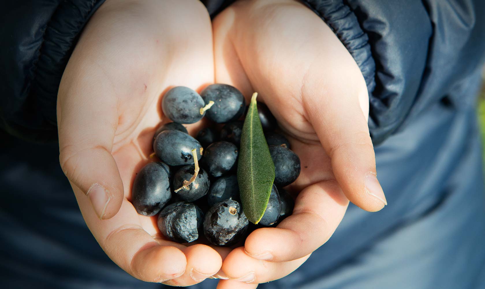 olive taggiasche liguri